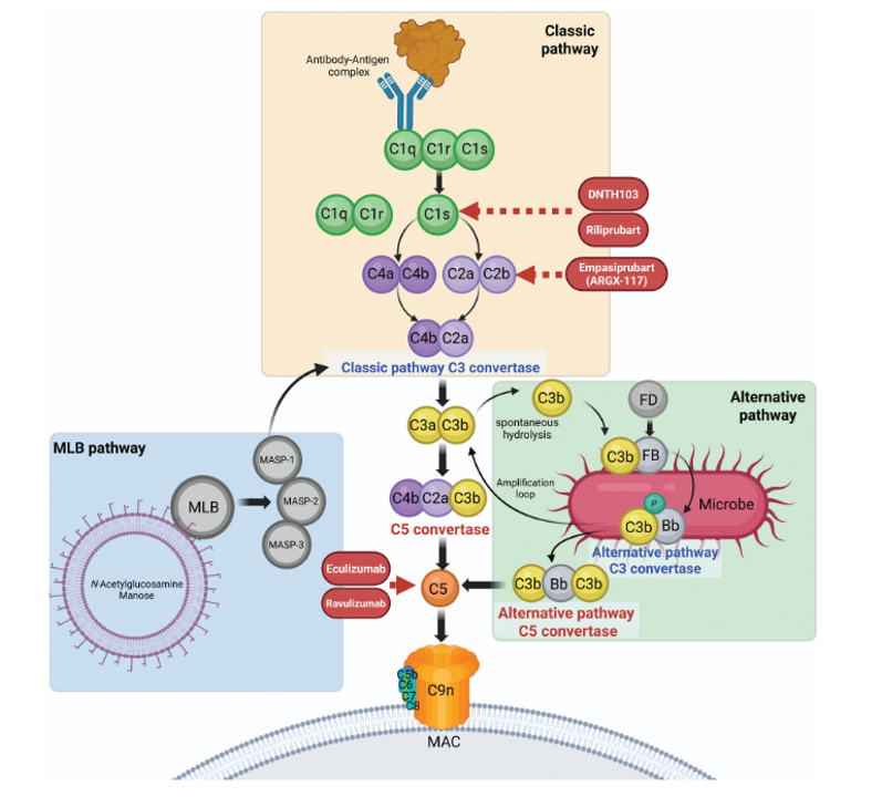 The Complement Cascade